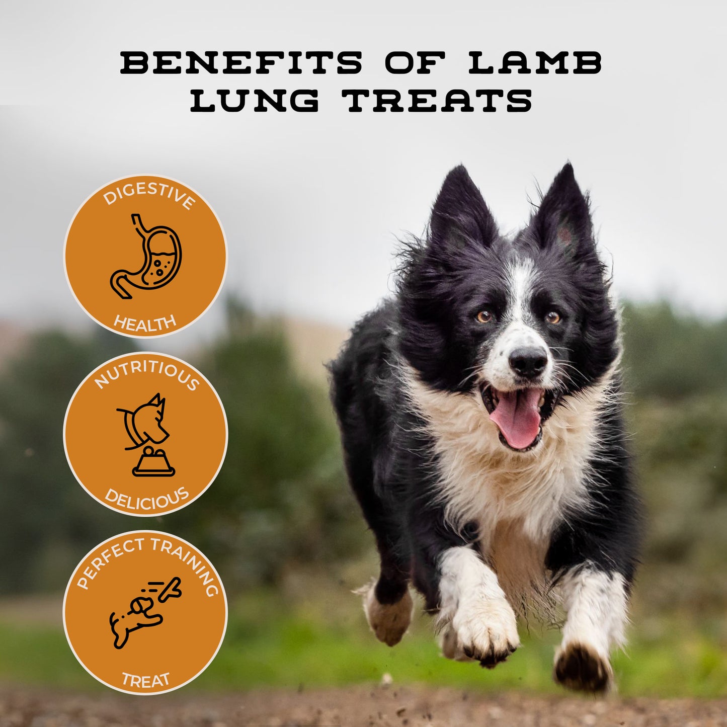 Lamb Cubes
