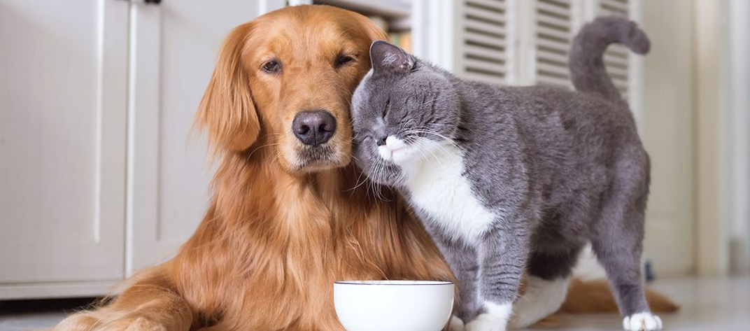 Wholesale pet food near me hot sale